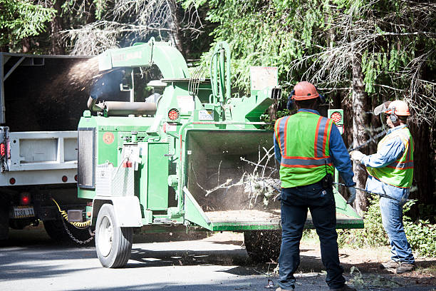 Best Root Management and Removal  in Vauxhall, NJ